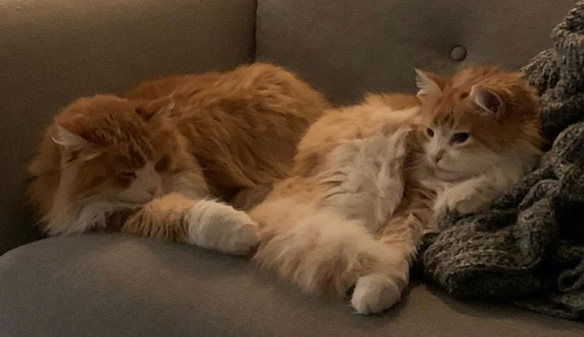 Sibirisk katt Gomes och Ivan